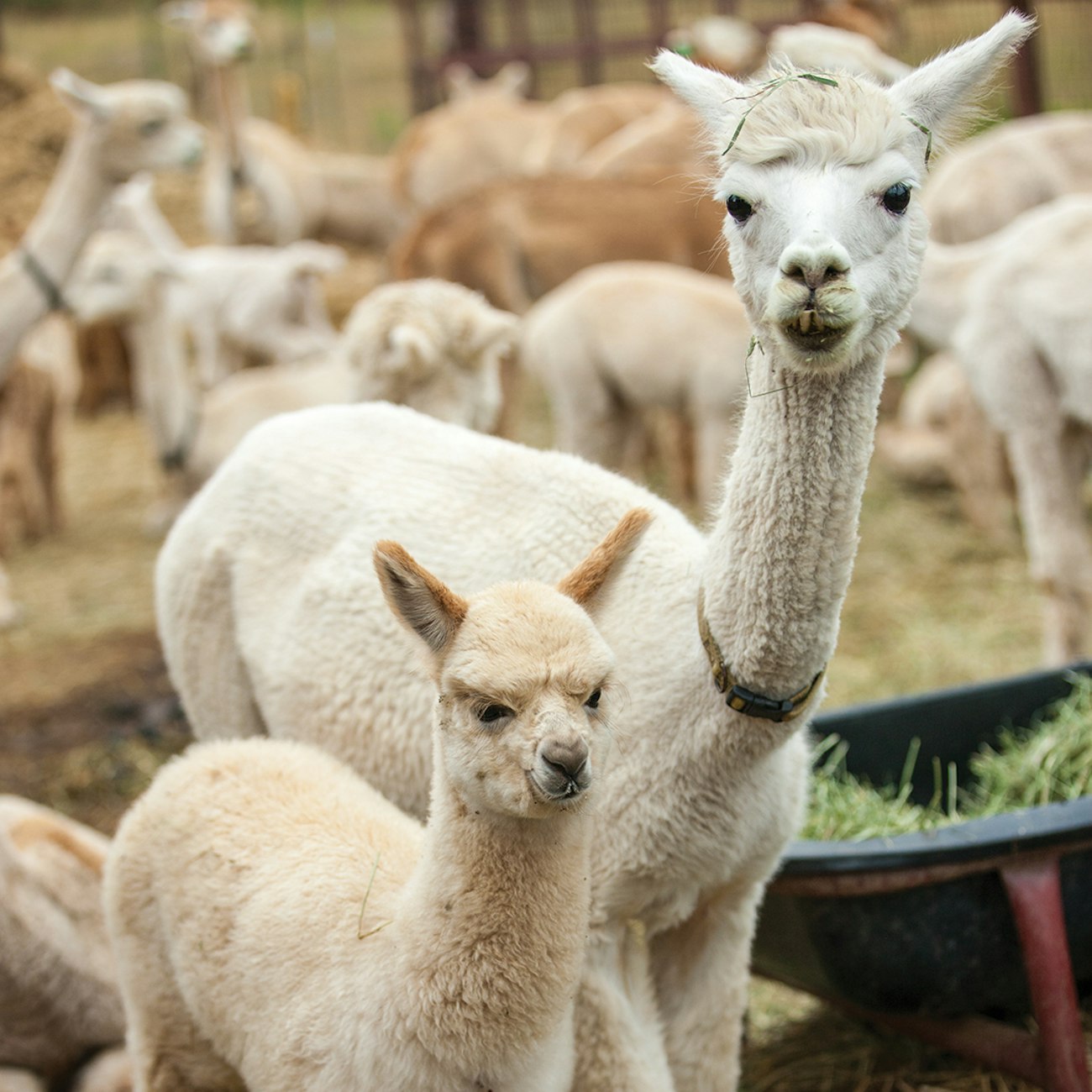 Alpacas 