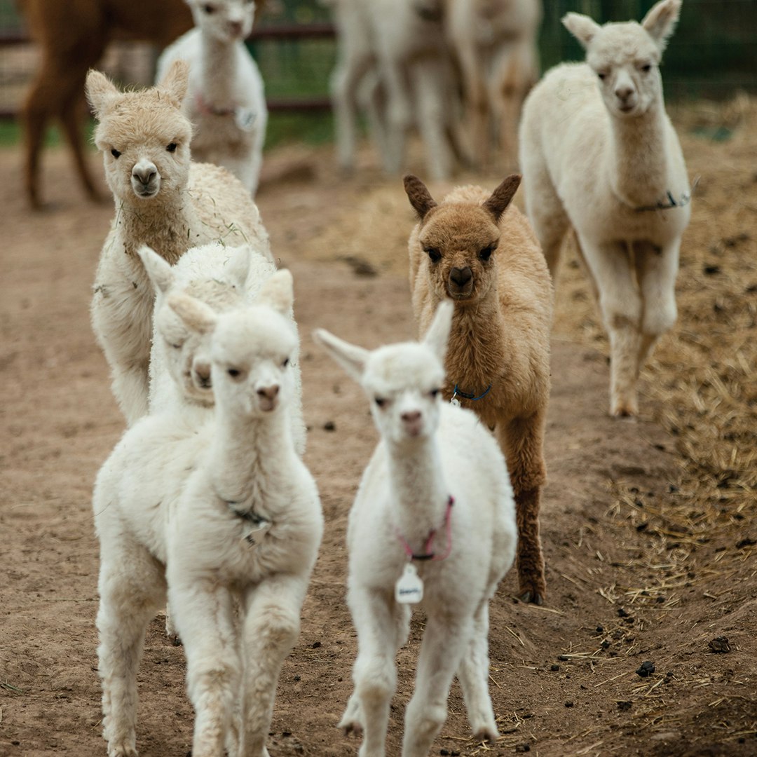 Baby alpacas