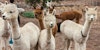 Washing Wool: Alpaca Edition Image