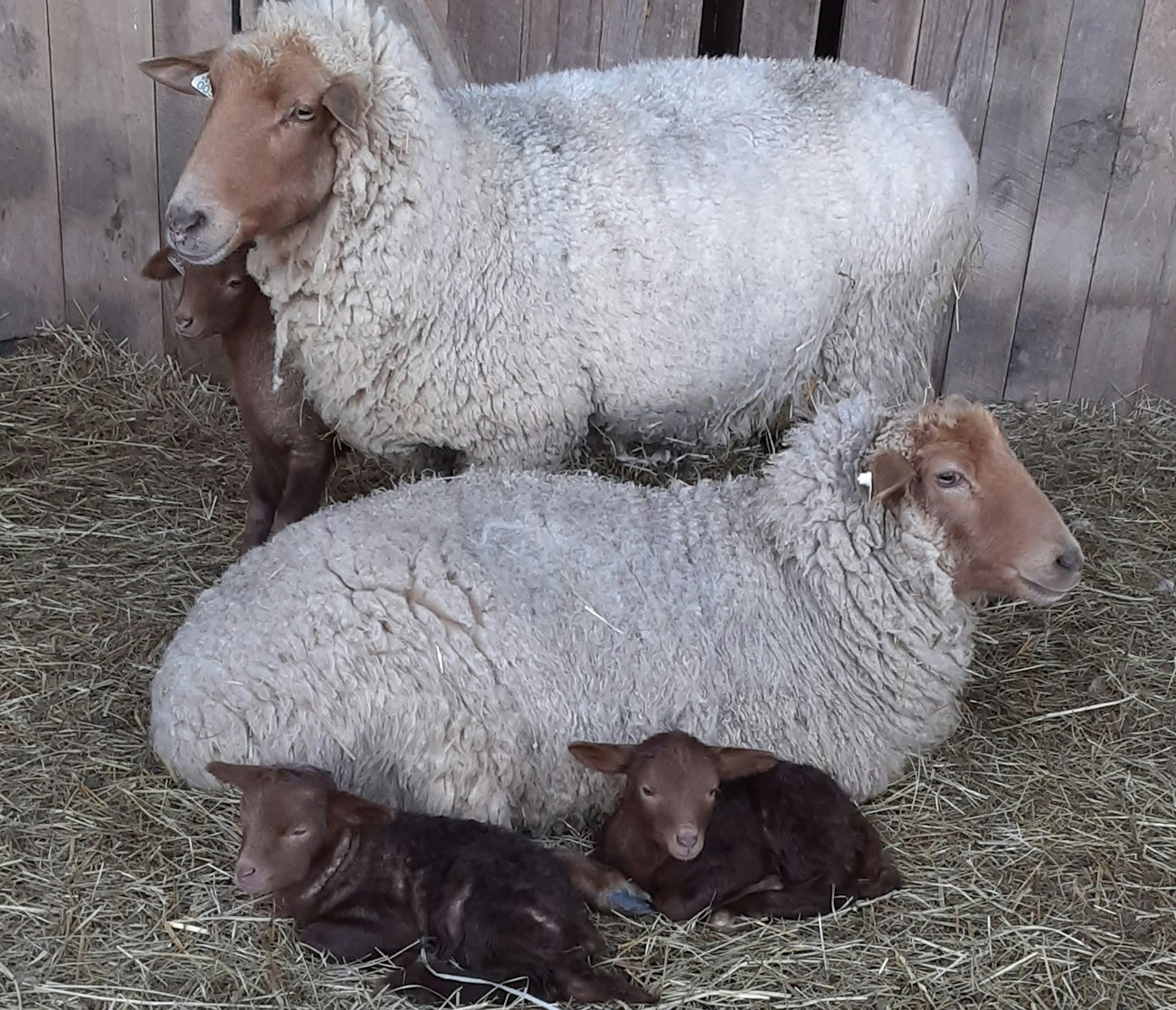 A Shepherd’s Year Tunis Sheep in All Seasons Spin Off