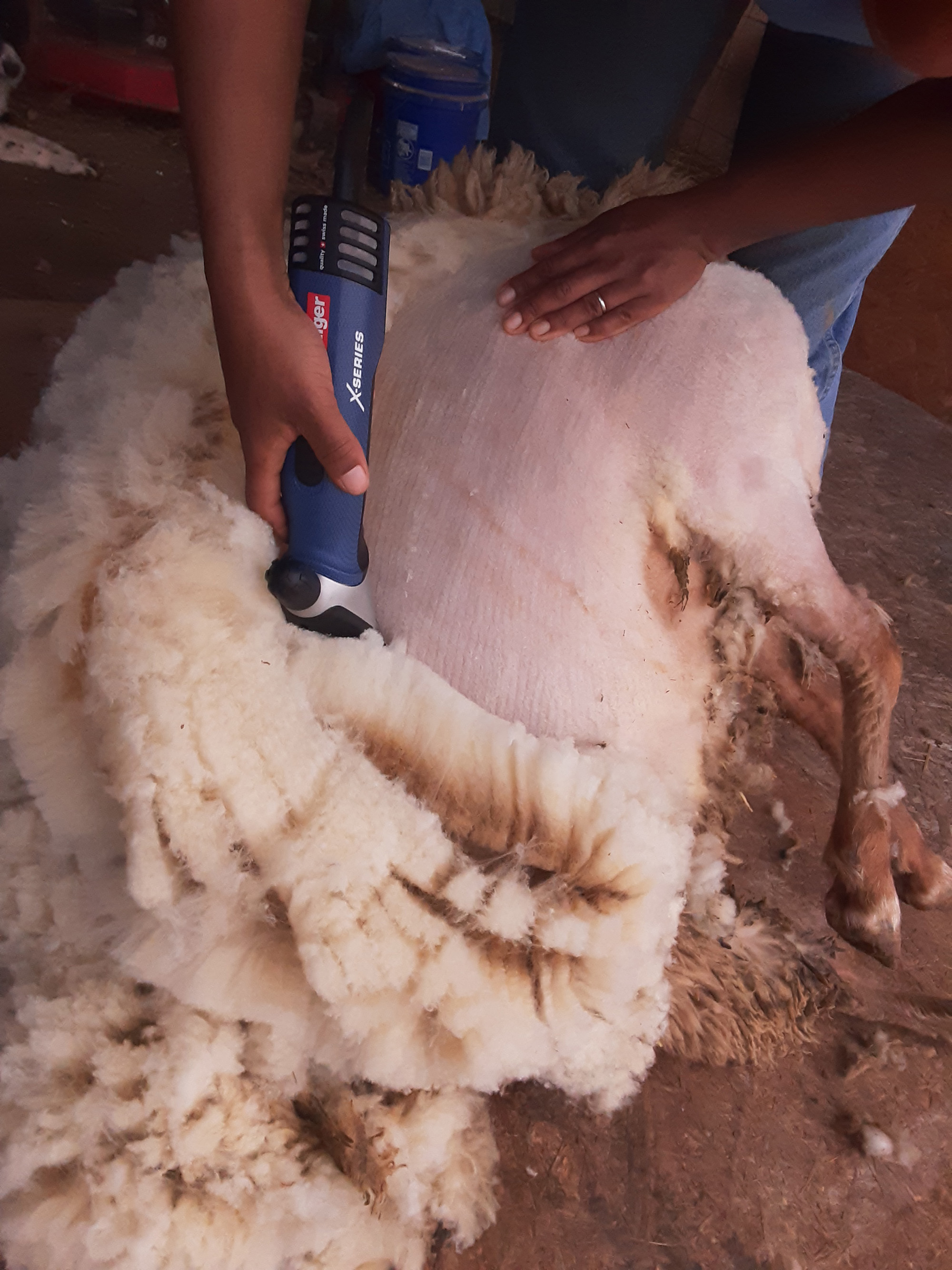 Tunis sheering