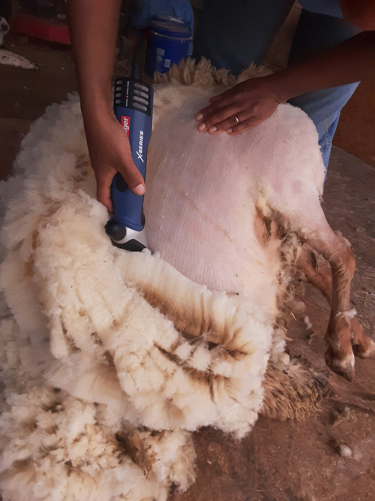 Tunis sheering