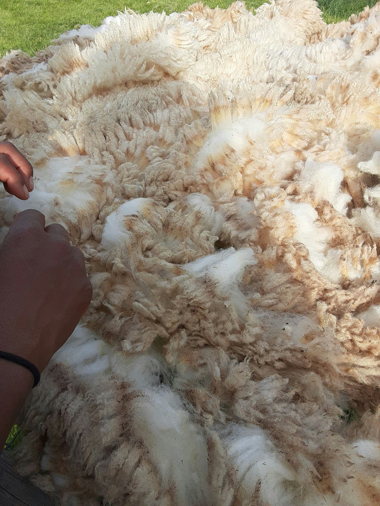 Tunis fleece