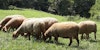 A Shepherd’s Year: Tunis Sheep in All Seasons Image