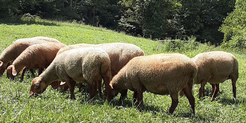 Tunis Sheep header