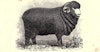 Sheep Facts: Merino, Part 3 Image