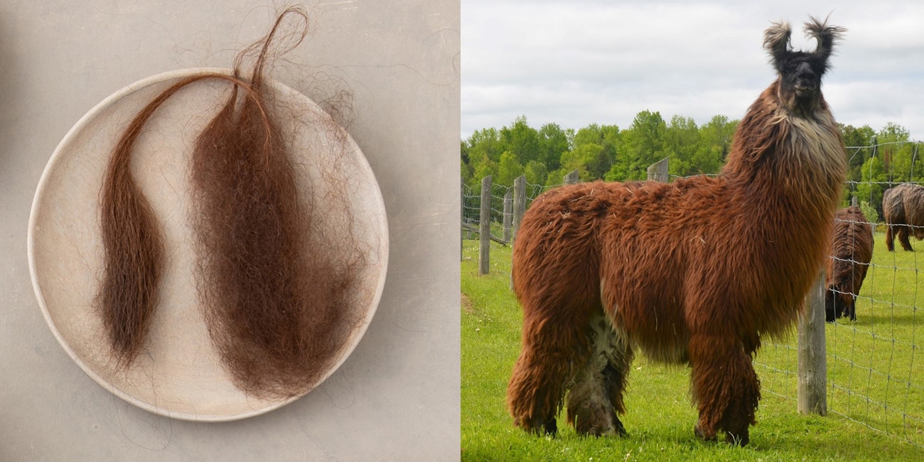 Llama Fiber: A Realm of Possibilities | Spin Off Llama Fiber: A Realm of Possibilities | Spin Off
