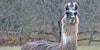 Llama Fiber: A Realm of Possibilities Image