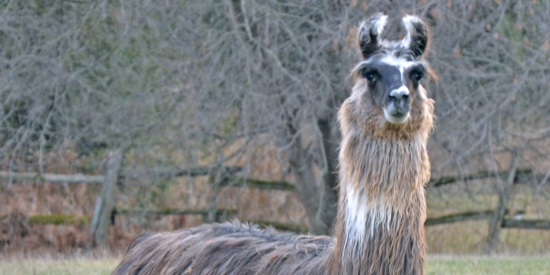 A llama stands in a field with a wooden fence and trees behind it