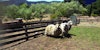 Lost and Found: Shrek, Chris, and Paper Sheep Image