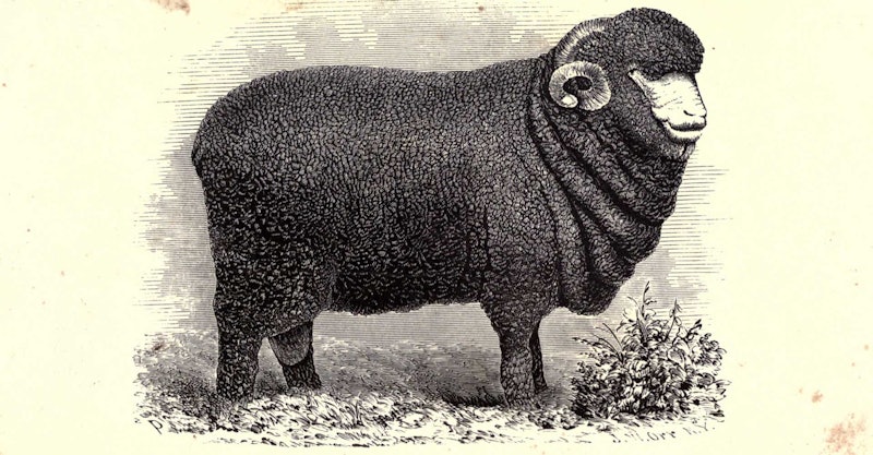 merino-mania-1