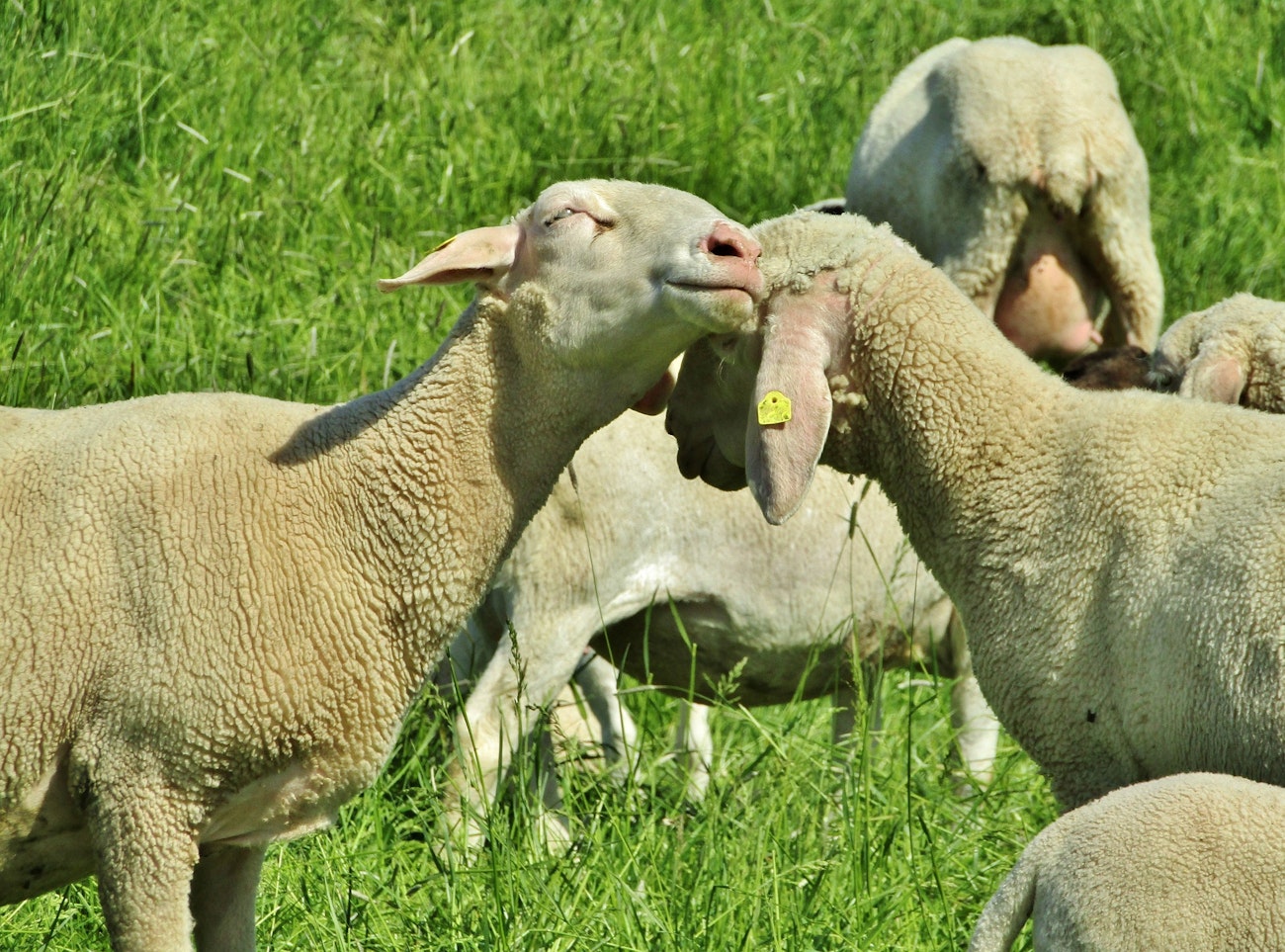Merino Sheep