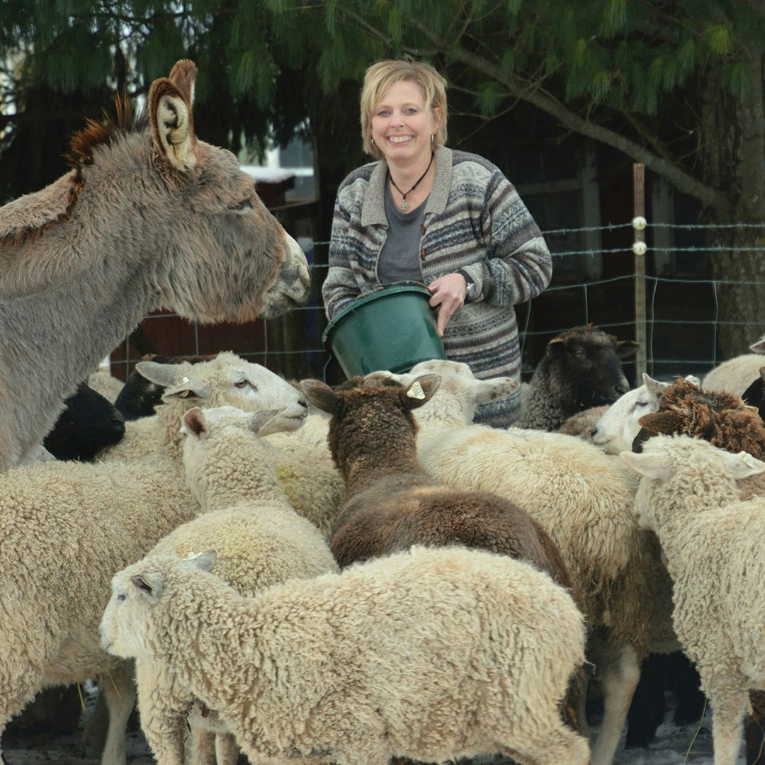 Clementine the donkey and the sheep all come running when Windridge Fiber Farm owner Tami Bowser has a bucket of food in her hands. 