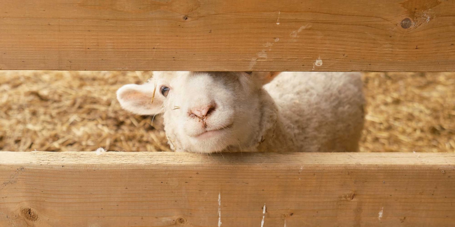 Lamb