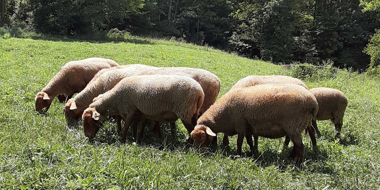 Fancy the Tunis ewe