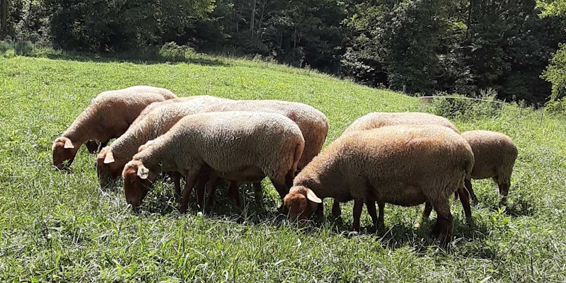 Fancy the Tunis ewe