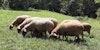 Keeping Tunis Sheep Image