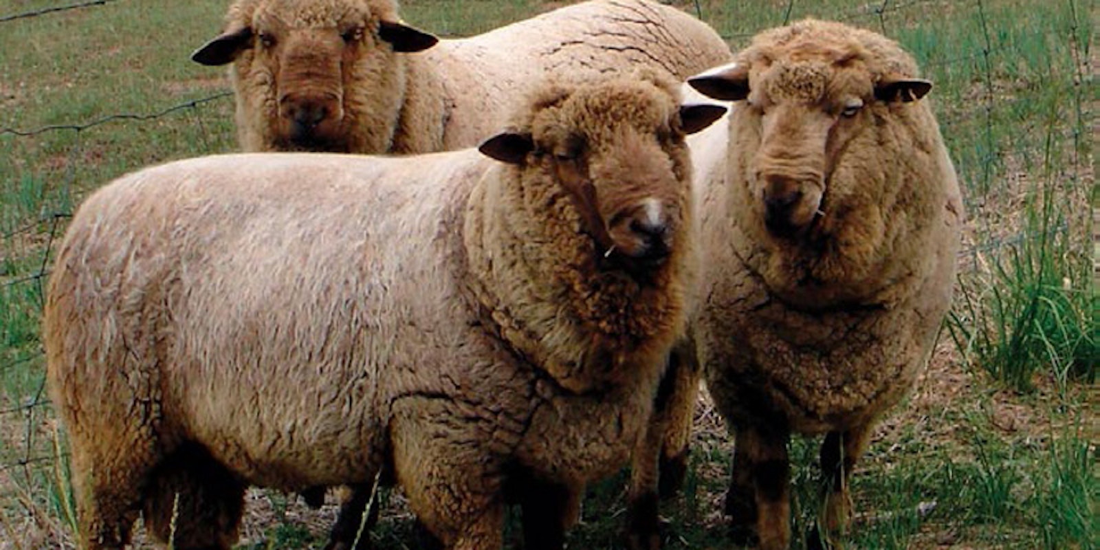 Spinning Wool: Free Guide on Spinning Rare Wool | Spin Off Spinning Wool: Free Guide on Spinning Rare Wool | Spin Off