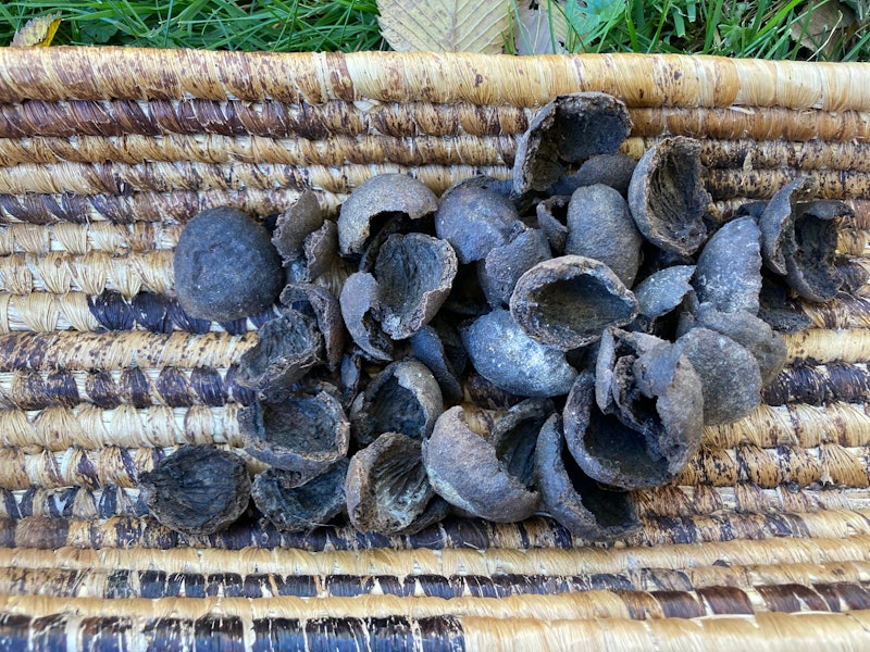 Black Walnut hulls