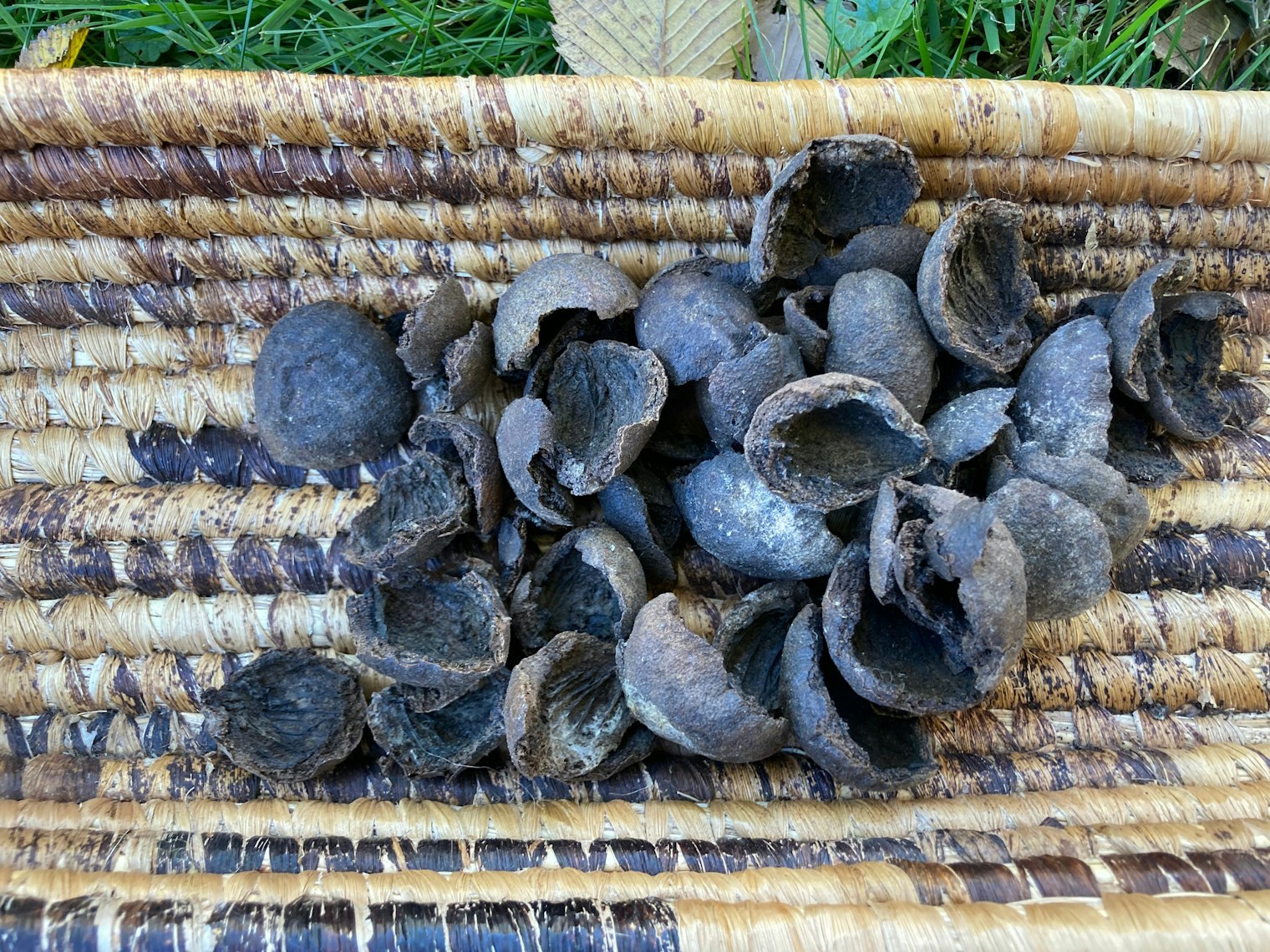 Black Walnut hulls