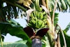 Spinning the New Fibers: Adventures in Soy, Bamboo, Banana, Steel, and More Image