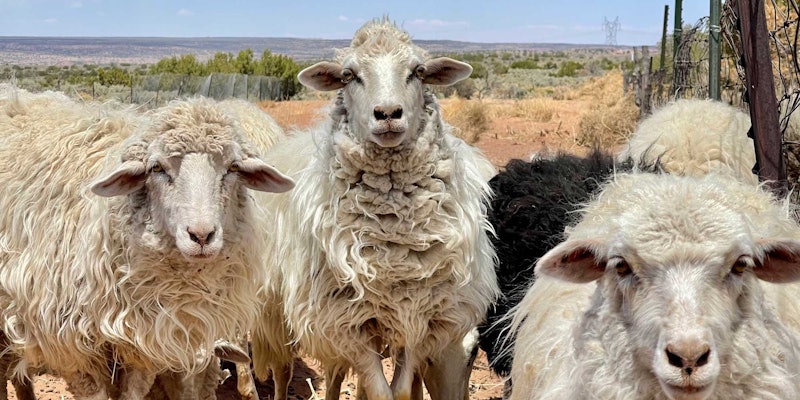 Navajo-sheep