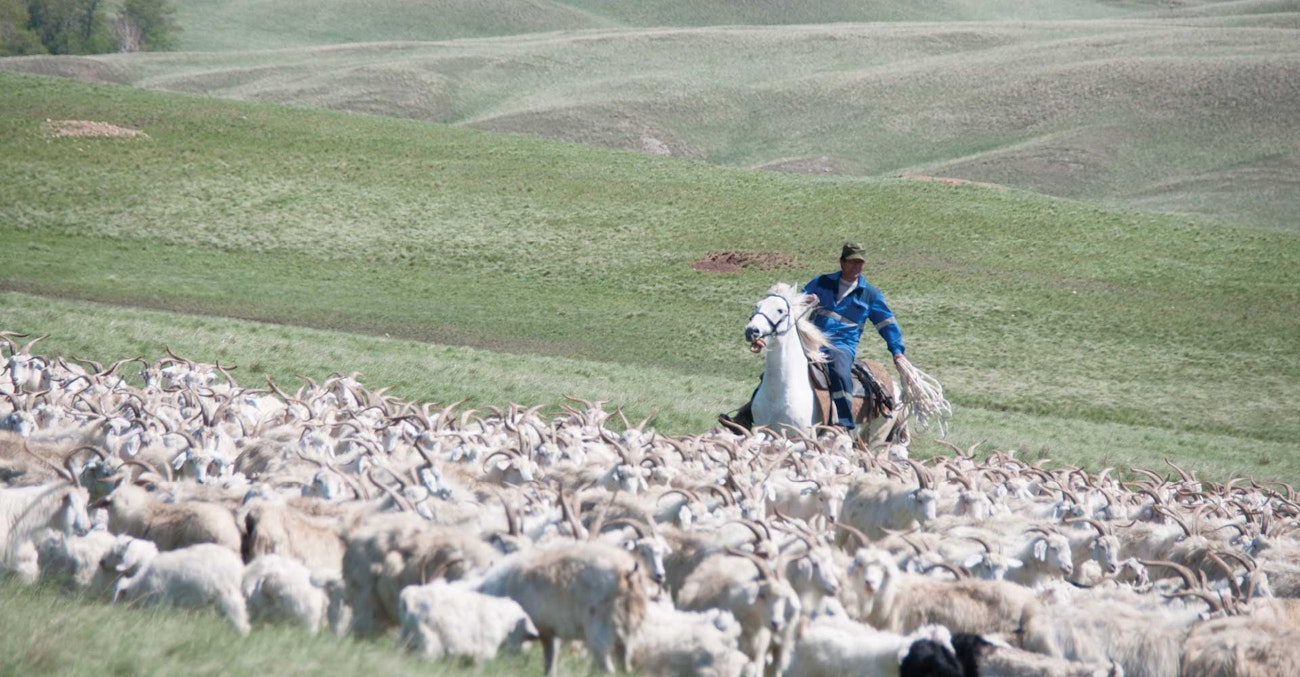 Russian-Down-Goats-2