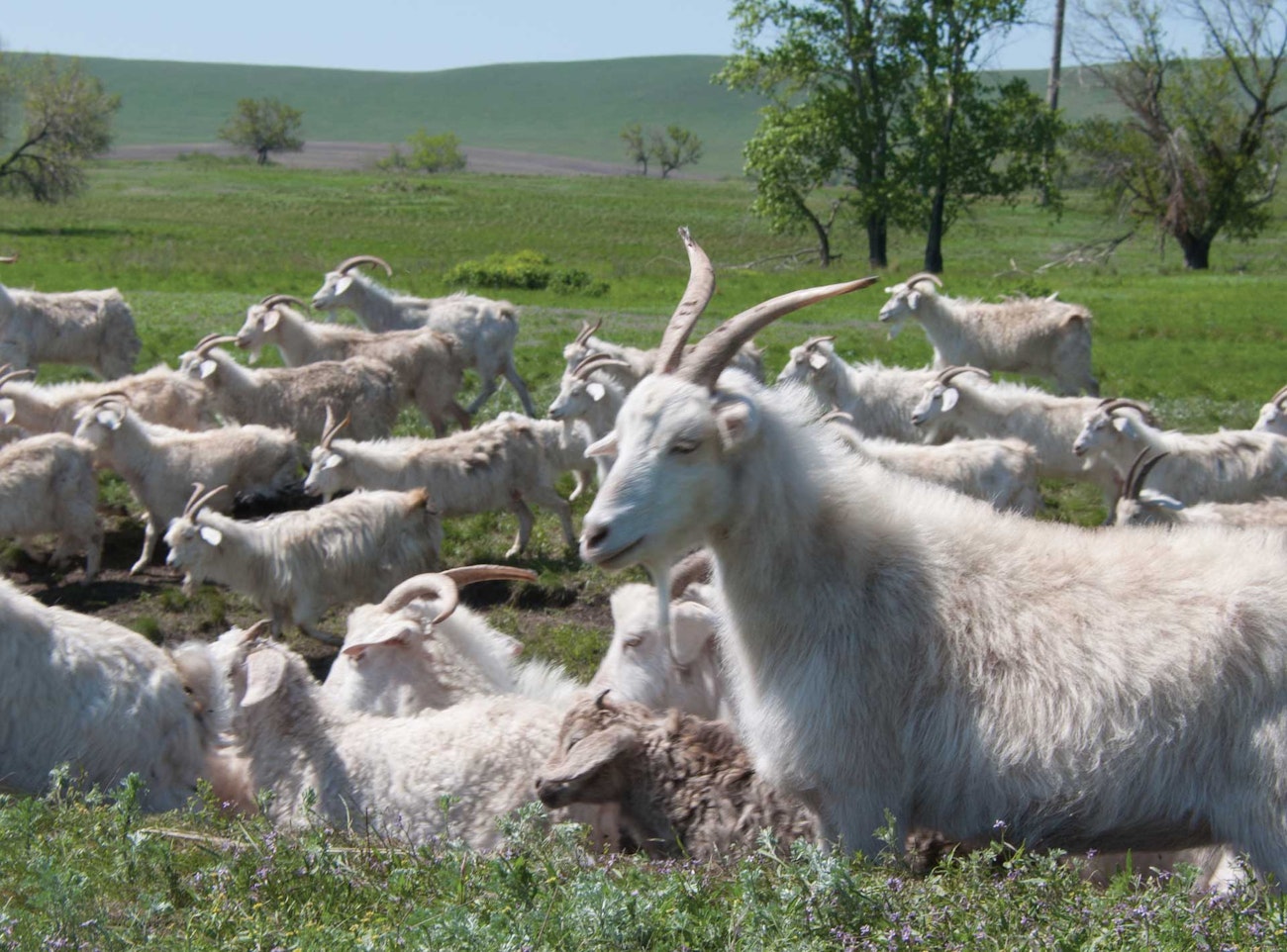 Russian-Down-Goats-3