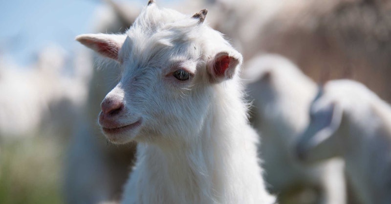 Russian-Down-Goats-1