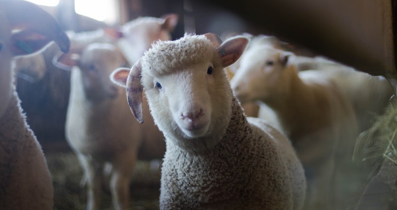 sheep-1200x630