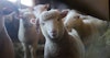 Closet Full of Sheep: My Spinning to Knit Stories Image