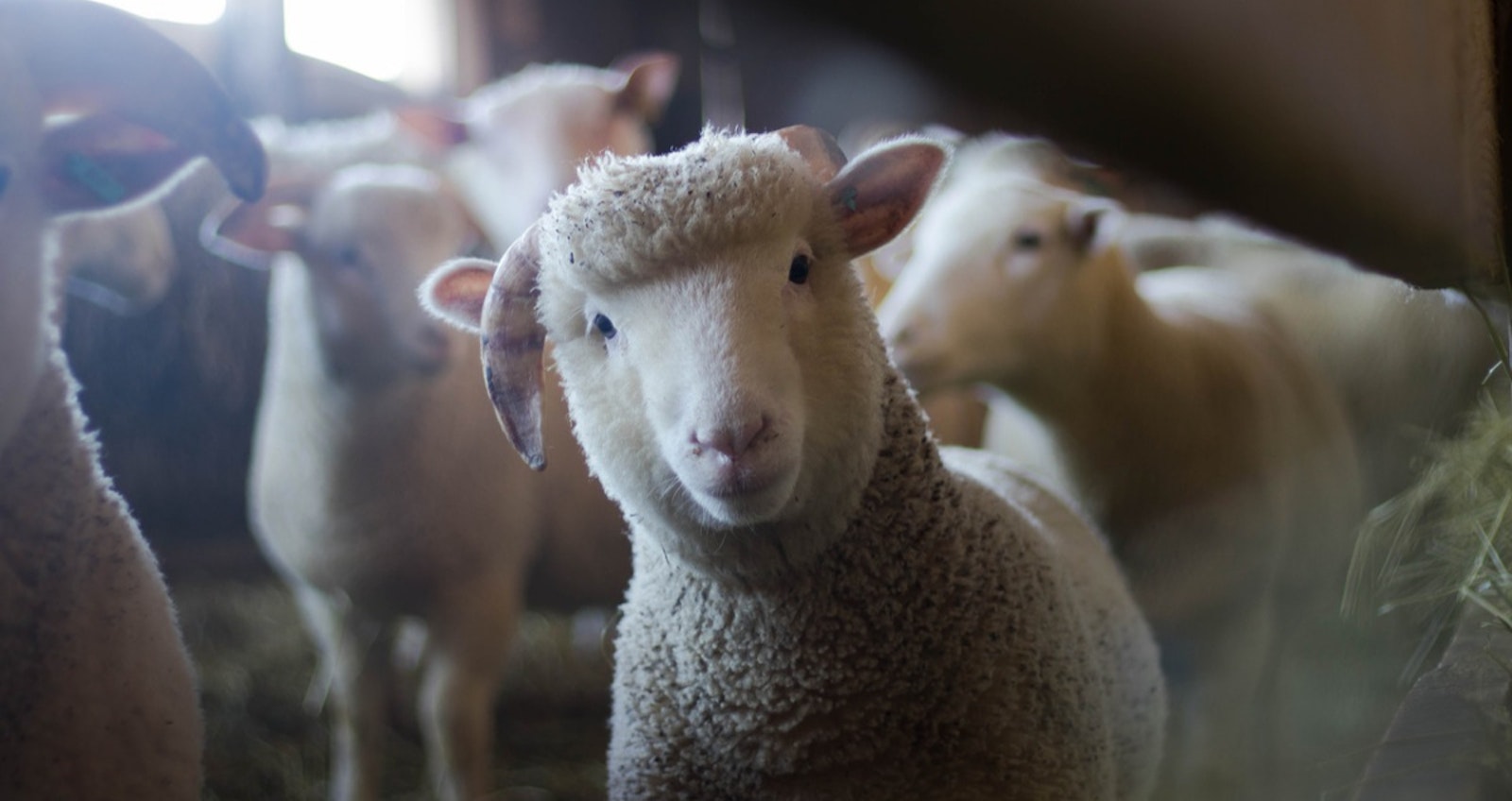 Yarn and Knitting Facts You Probably Never Knew - Brown Sheep Company, Inc.