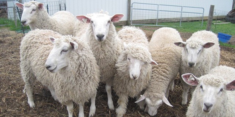 A class picture of the Carol’s crossbred lambs. Photo by Carol Densmore.