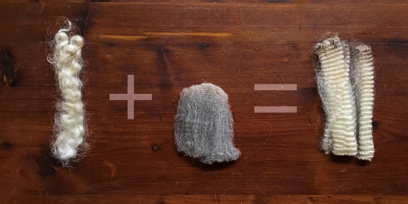 Lincoln sheep and Merino sheep were crossed to create something new: the Corriedale. This is sometimes called a composite breed. Photos by Kate Larson.
