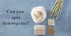 Exploring Bast Fibers: Lemongrass Image