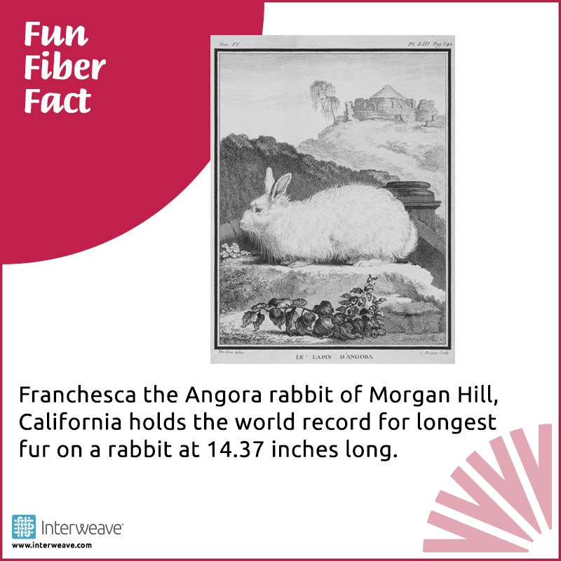 Longest_Rabbit_Fur