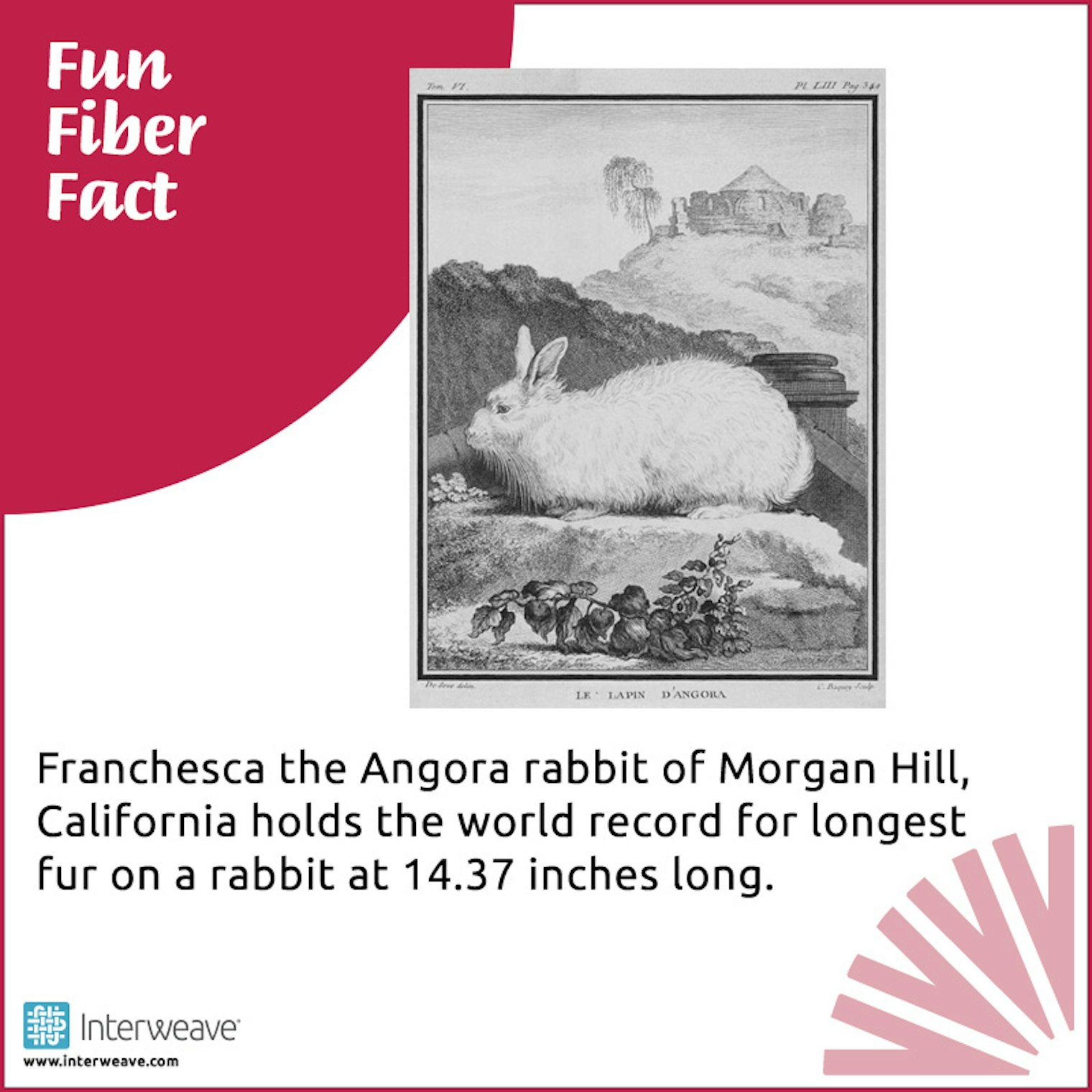 Longest_Rabbit_Fur