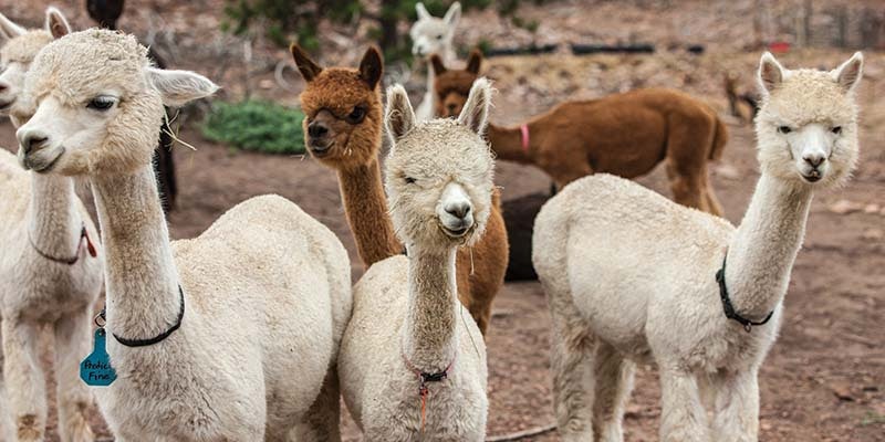 Header_Alpacas--CROP