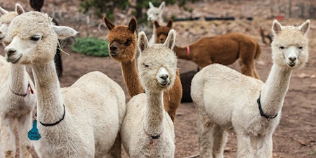 Amazon.com: Suri Alpaca Fiber for Spinning, Blending