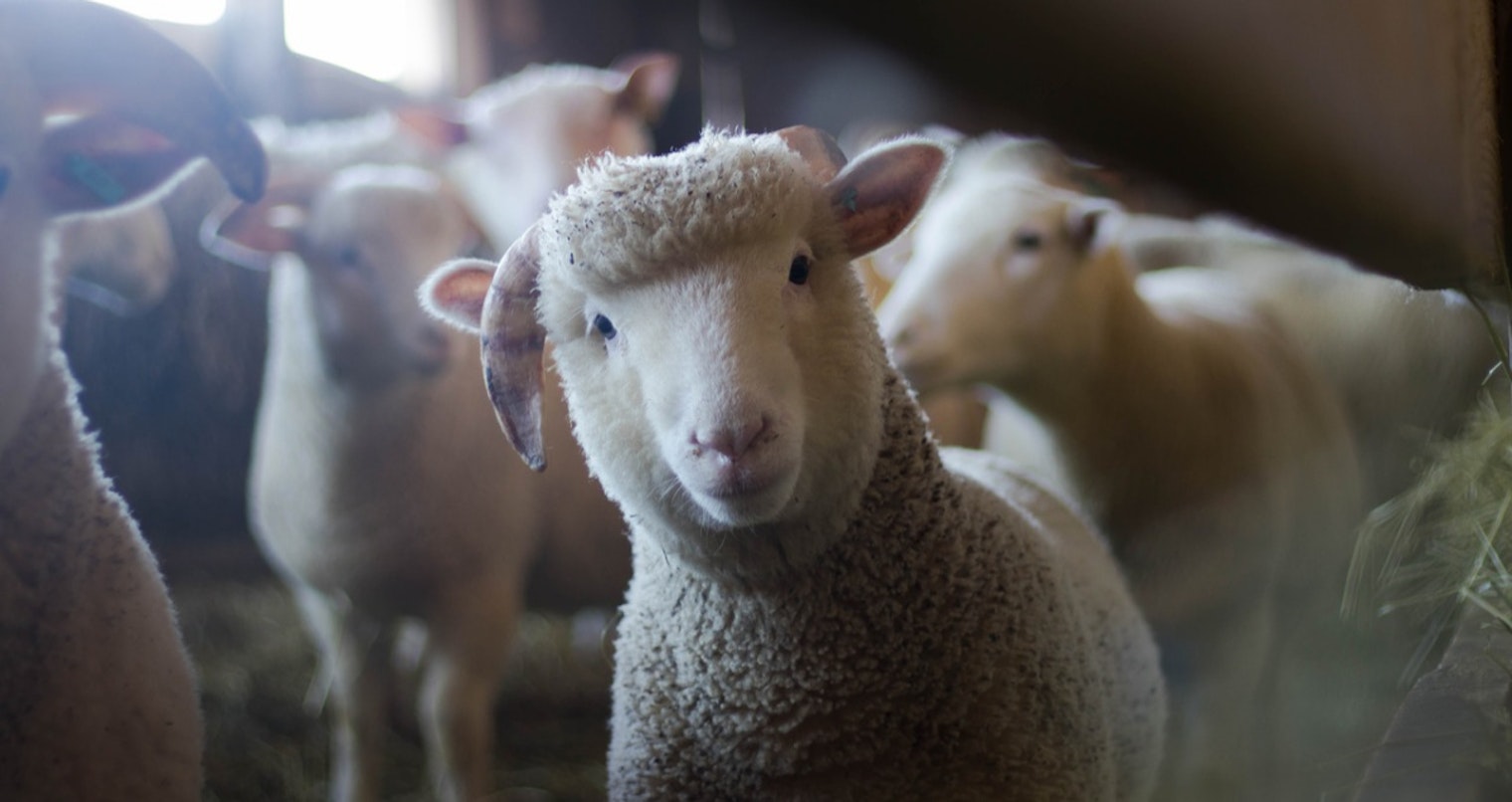 sheep-1200x630