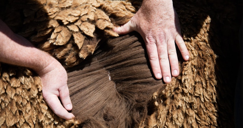 Cormo_CMV_fleece_1200x630
