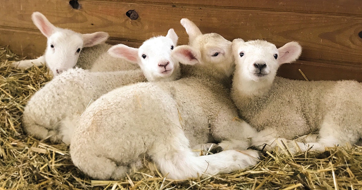 Header-Sheep