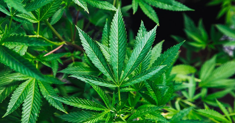 Hemp_Header