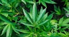 Hemp and the Farm Bill Image