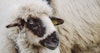 Woolgathering Image