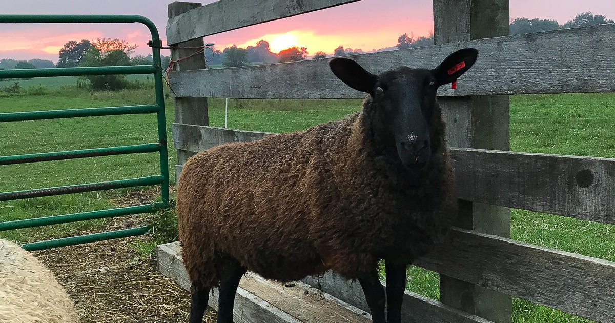 black-sheep