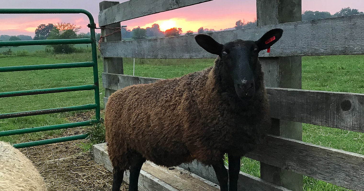 black-sheep