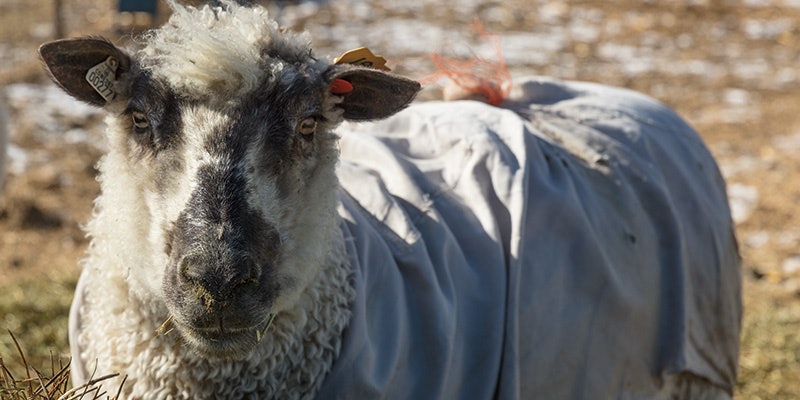 Sheep's Fleece