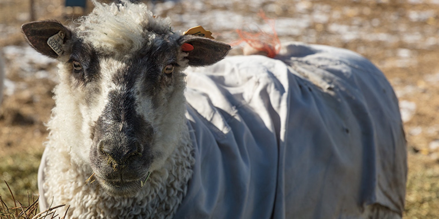 Sheep's Fleece