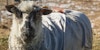 What’s True Cost of a Sheep’s Fleece? Image